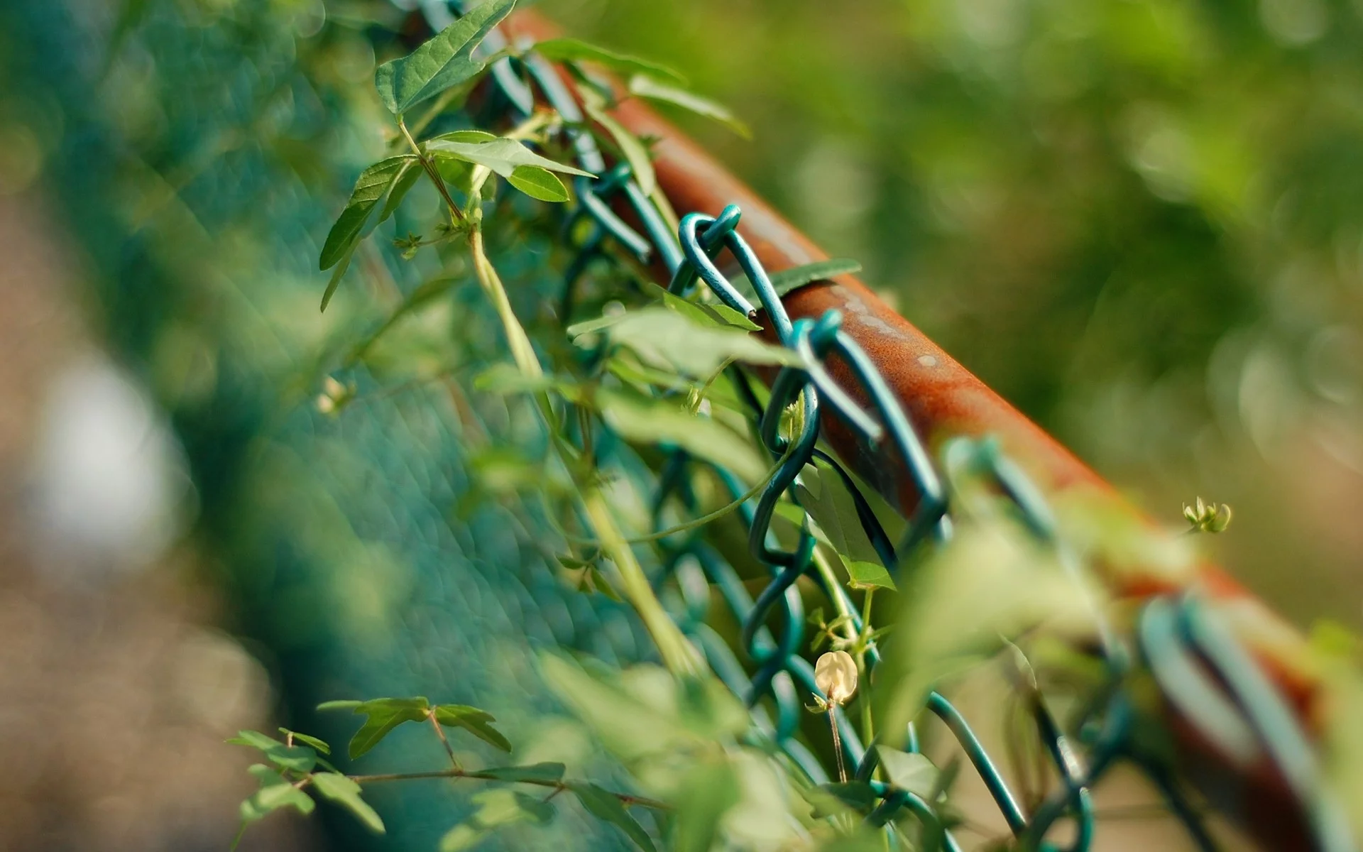 , fences, macro, nature, depth of field, leaves