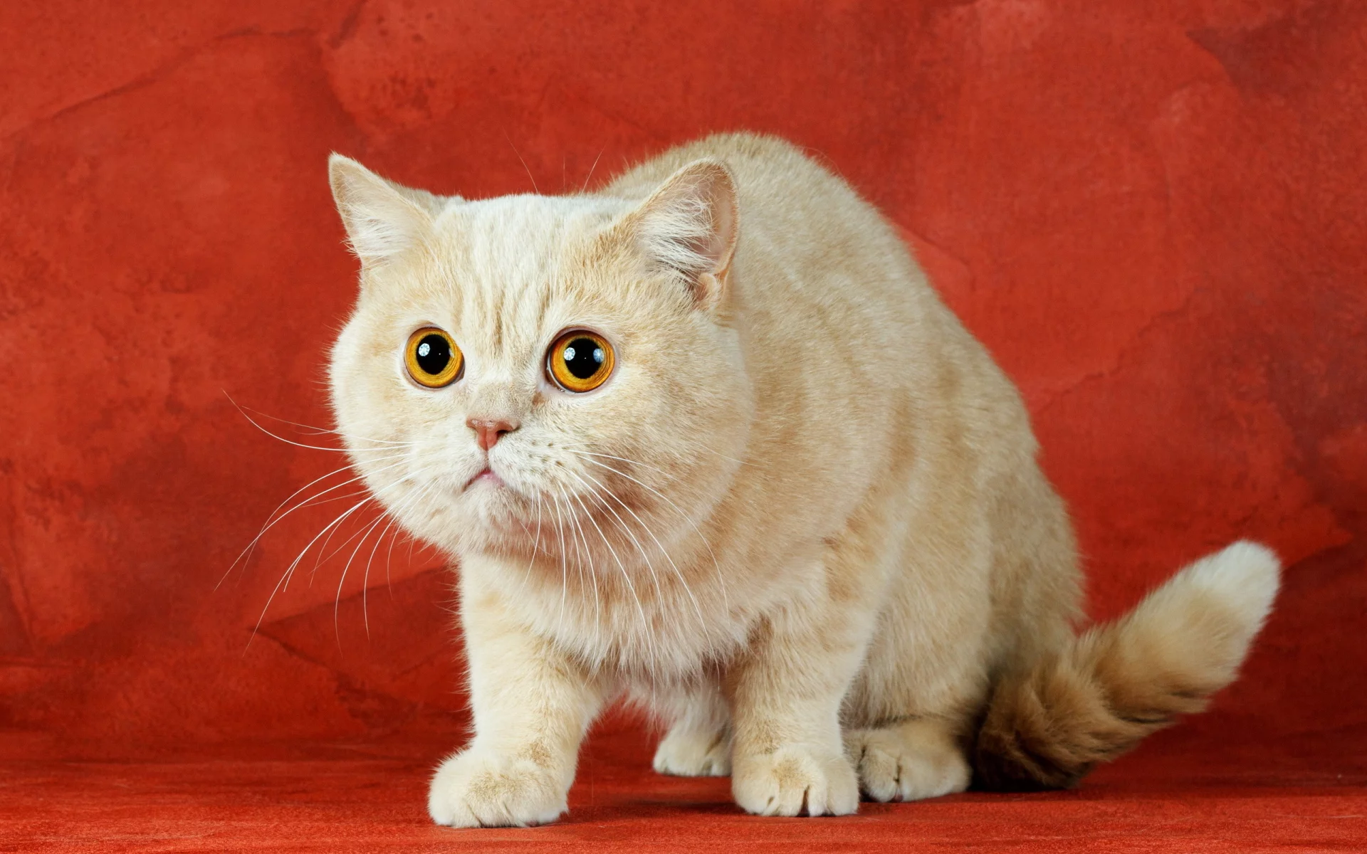 фон, кошка, взгляд