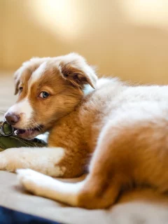 собак, dogs, животных, animals