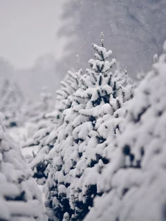 pine trees, сосны, зима, trees, winter, снег, nature, деревья, snow, природа