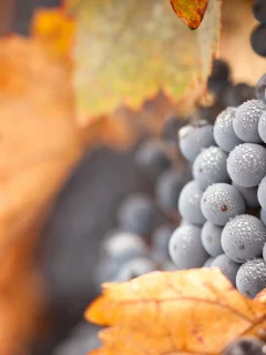 виноград, grapes