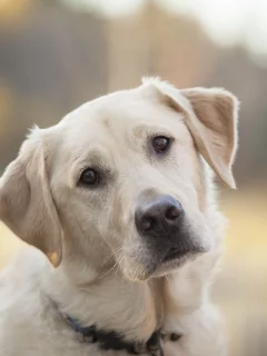 собак, animals, dogs, животных
