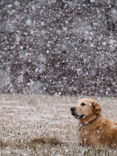 animals, dogs, собак, животных
