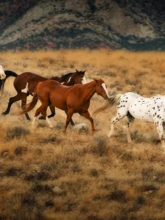 horses, животные, animals, лошади