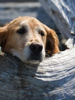 животных, Bella, animals
