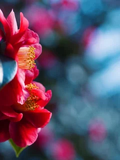 flowers, макро, боке, close-up, bokeh, природа, цветы, nature