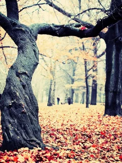 nature, природа