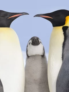 , animals