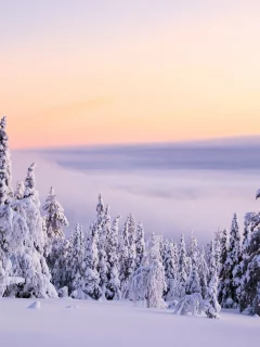 , ice, snow