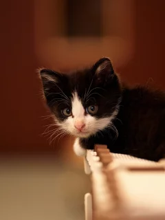 cats, , animals