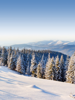 forest, winter, ice, moutain, mountains, snow, , trees, day