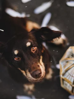 собак, animals, dogs, животных