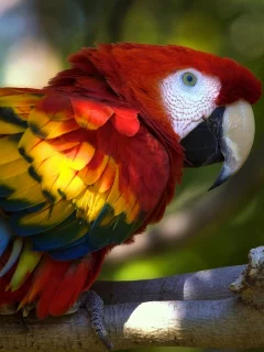 ара, Macaw, животных, parrots, animals, попугаев