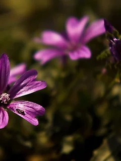 , flowers