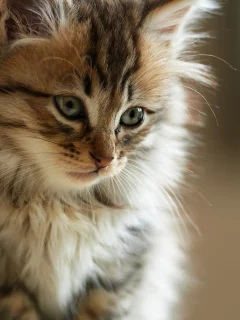 faces, animals, , cats, furry