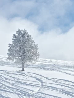 зима, winter