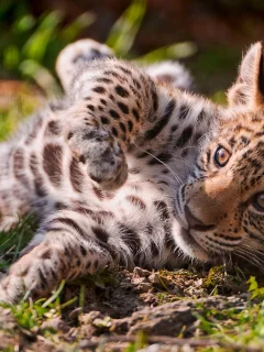 , feline, animals, Gatos