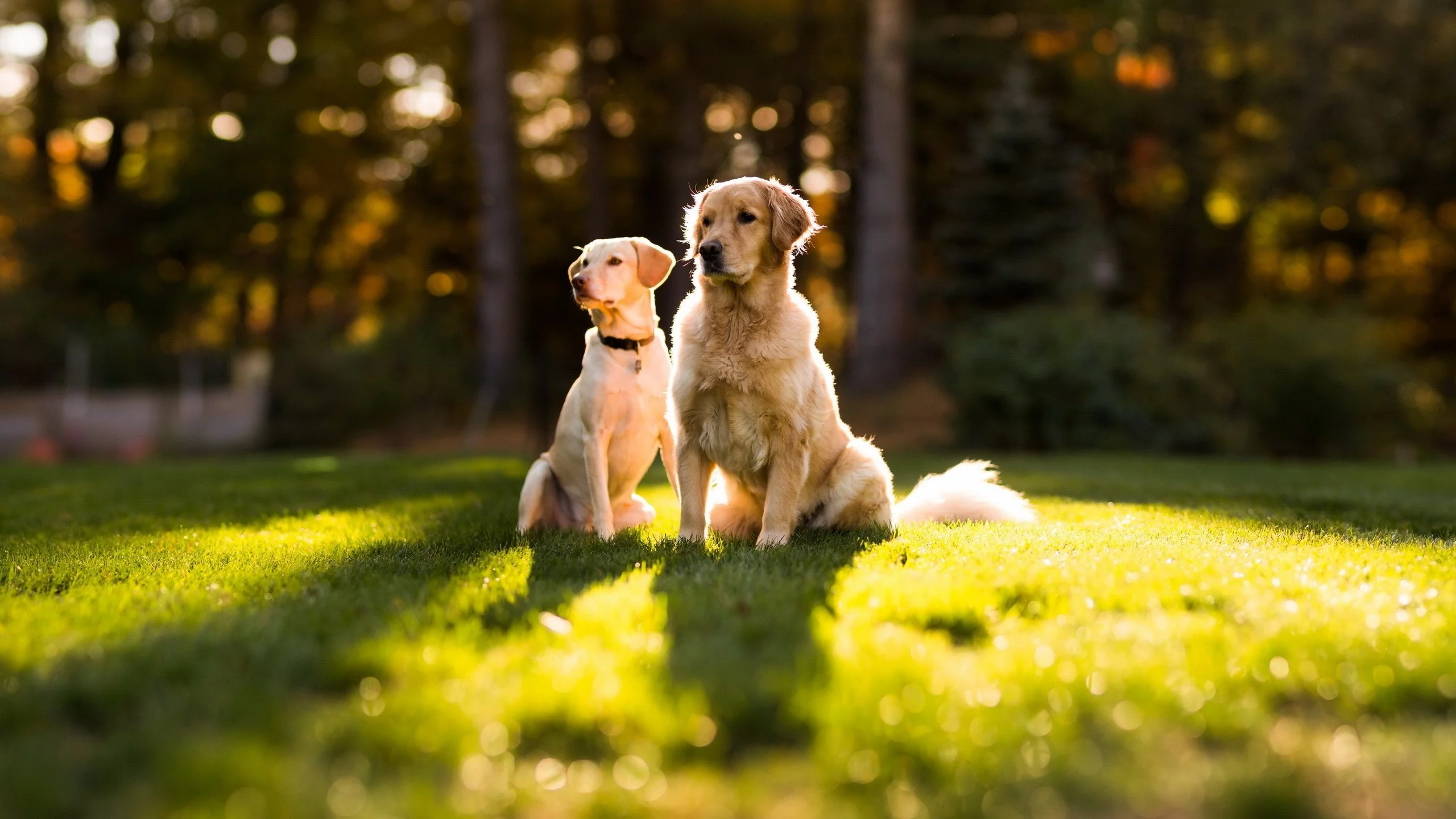 собак, dogs, животных, animals
