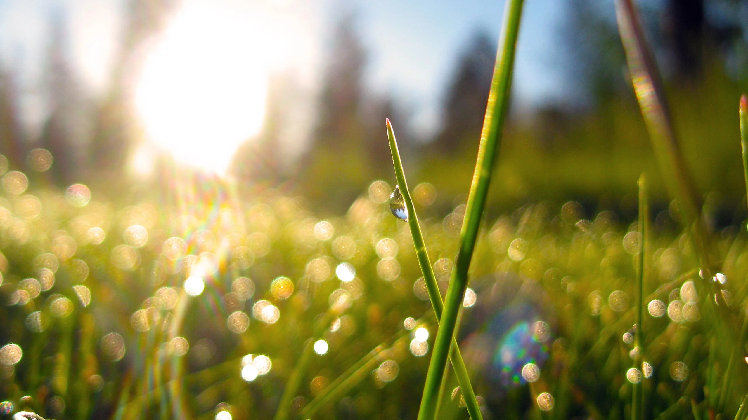 трава, grass