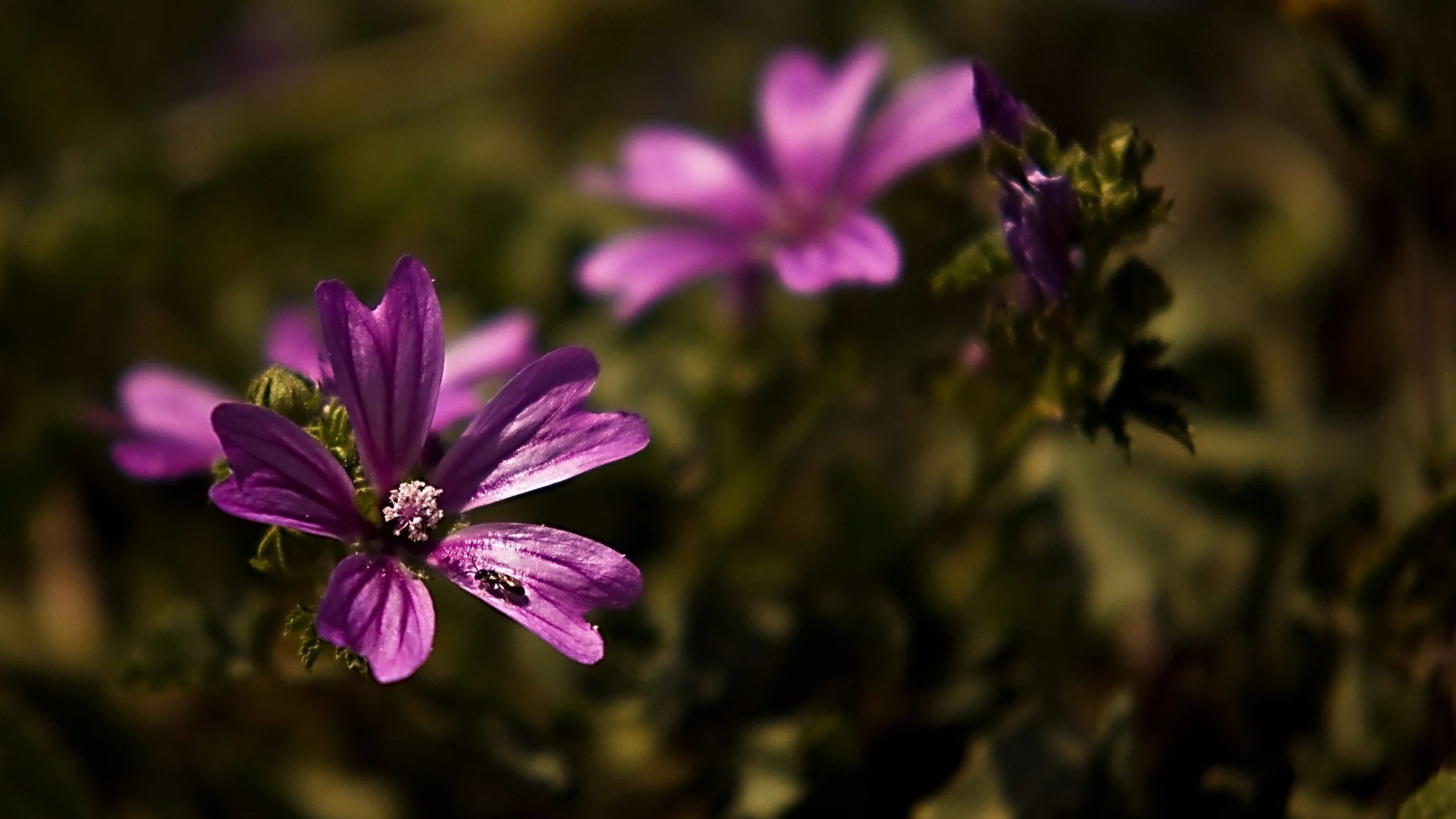 , flowers