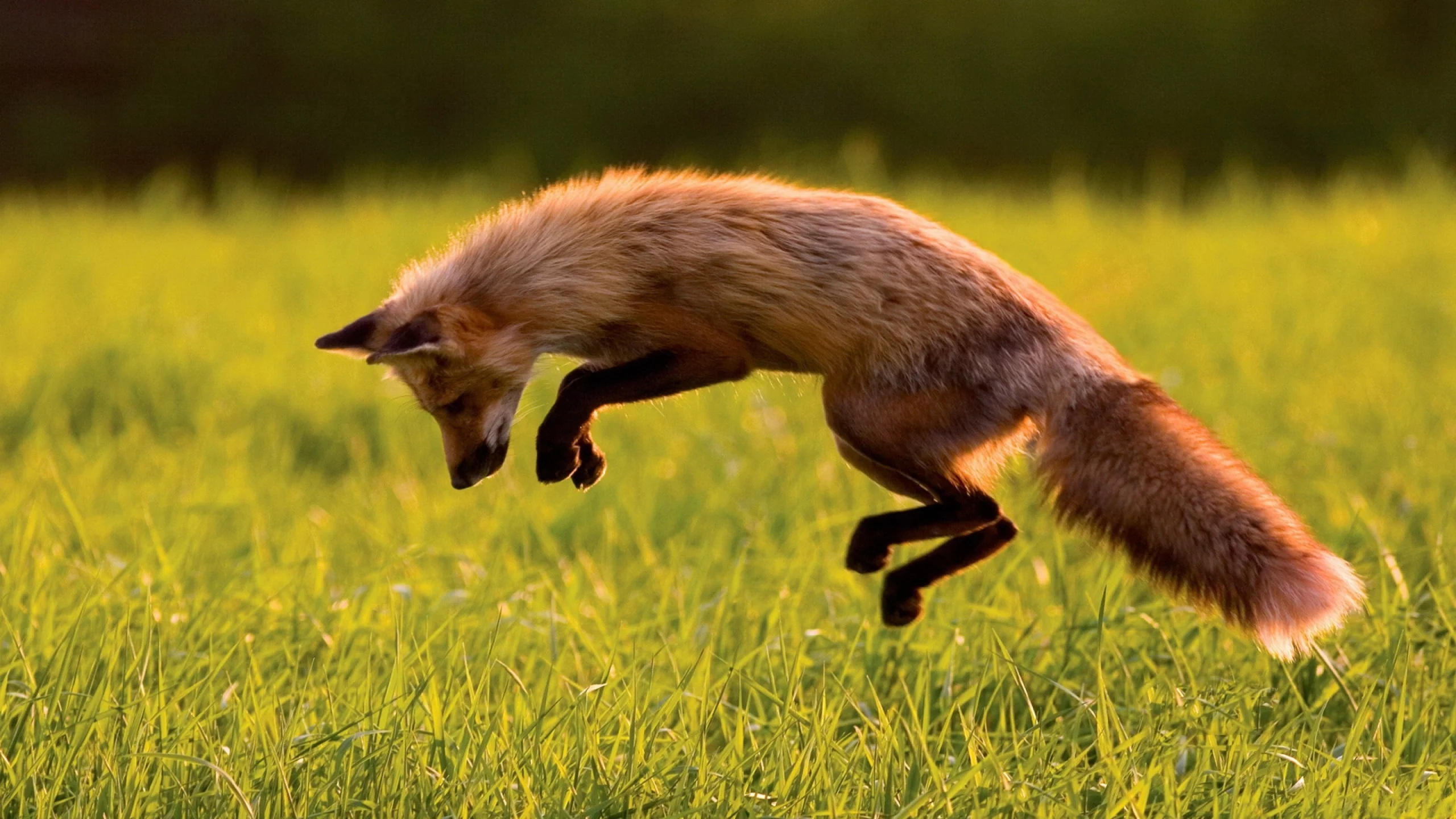 foxes, животные, лисы, animals