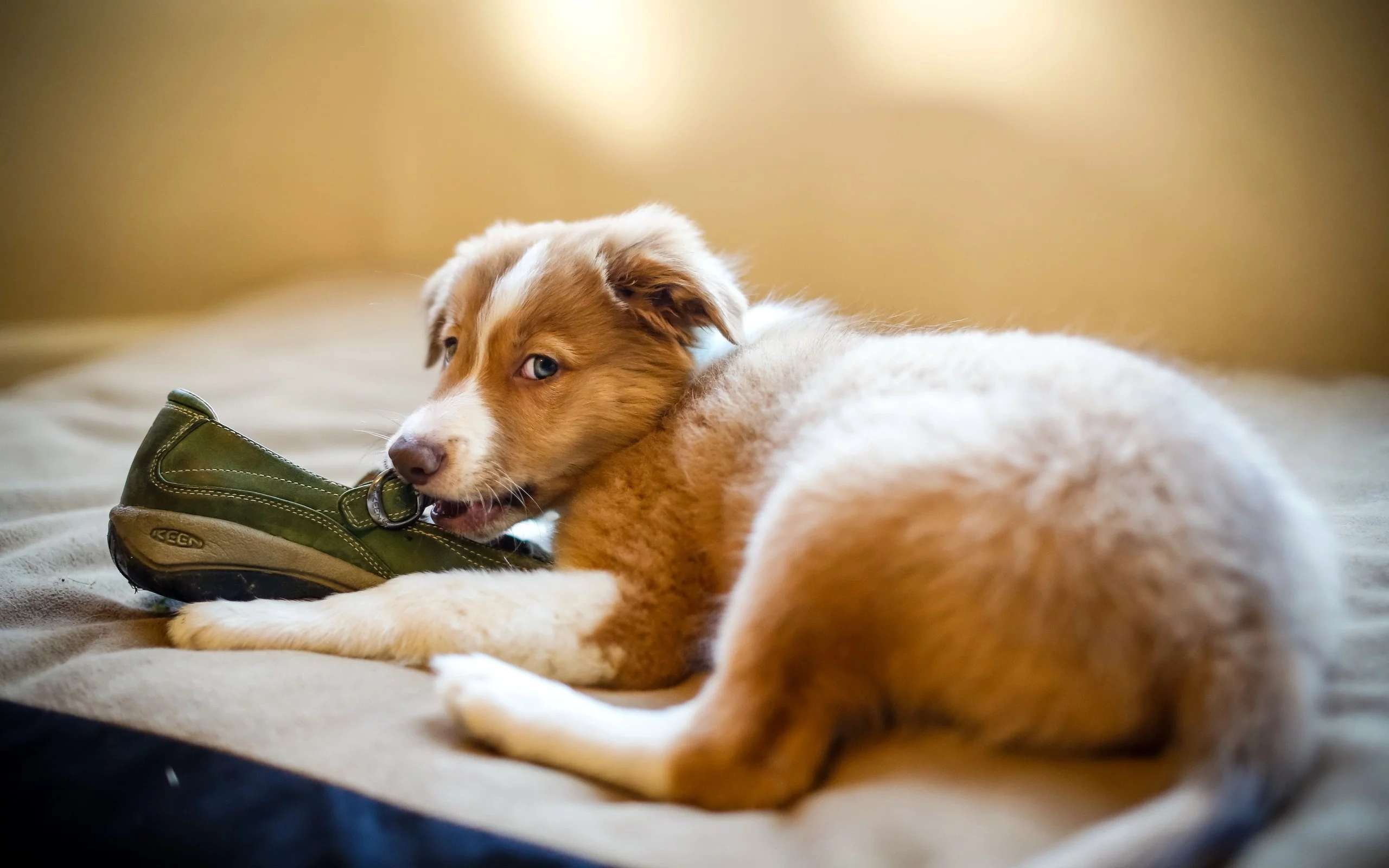 собак, dogs, животных, animals