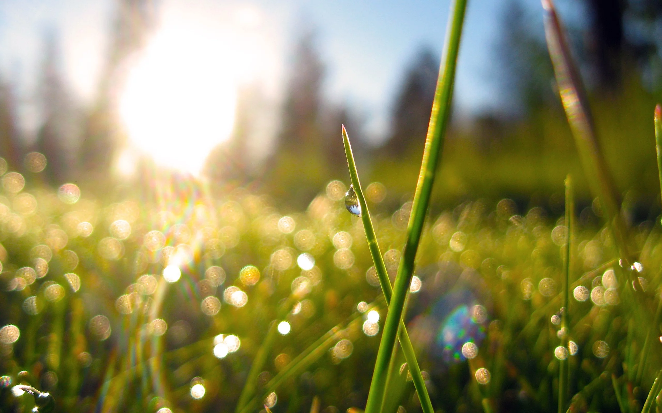 трава, grass