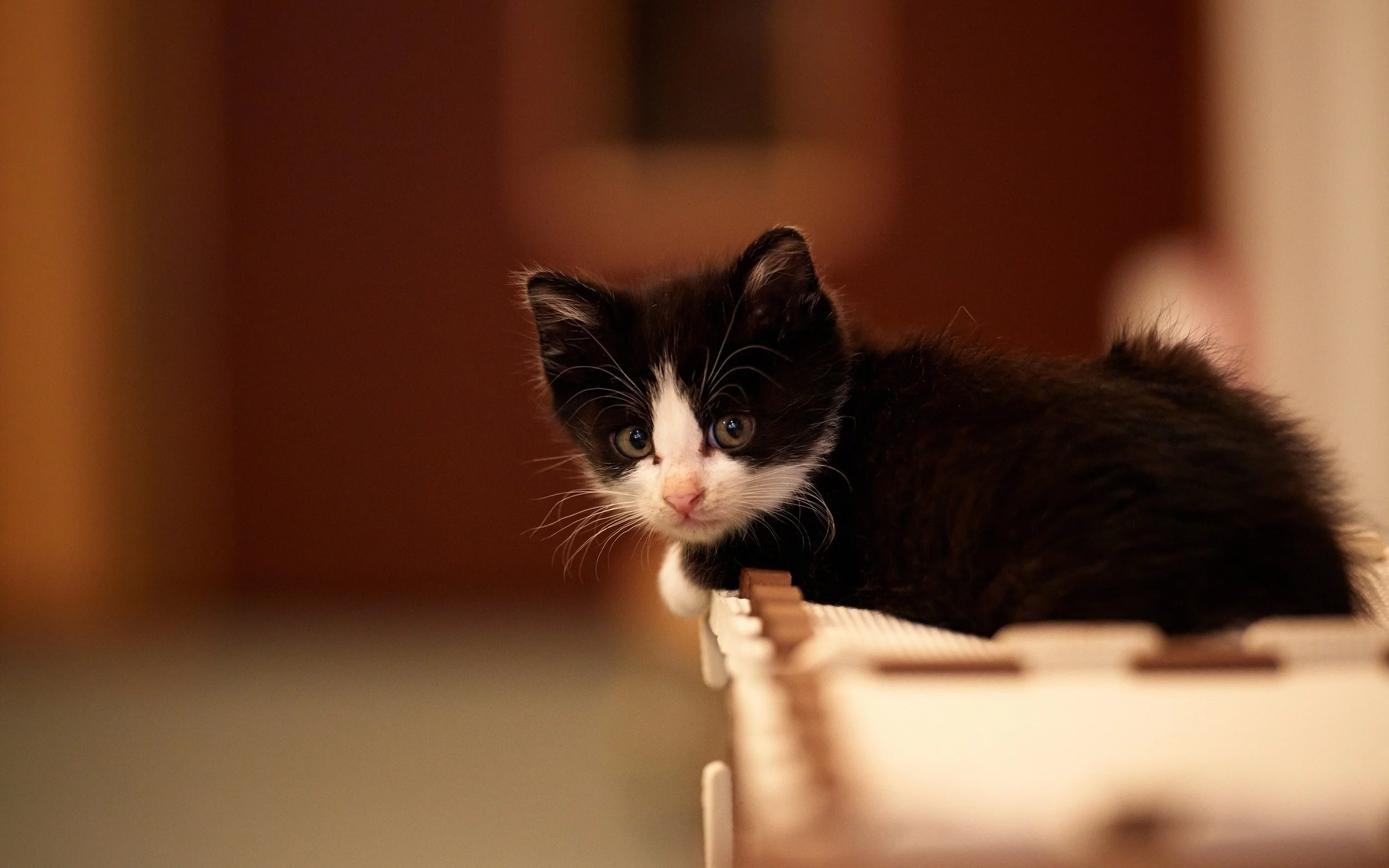 cats, , animals