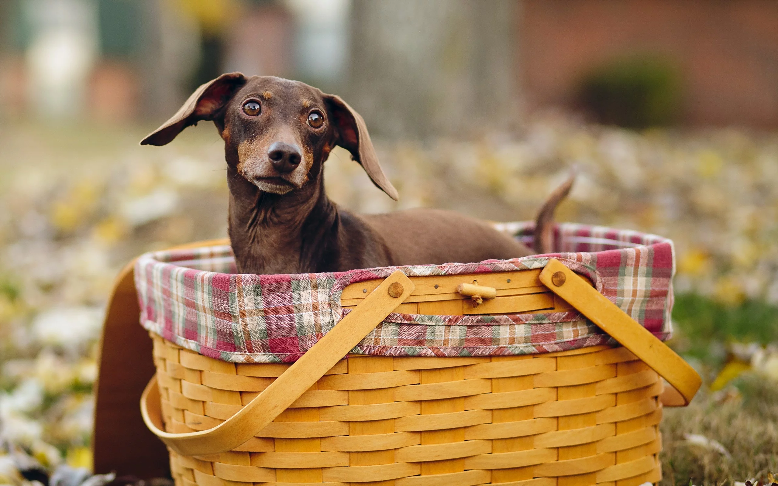 животных, dogs, собак, animals
