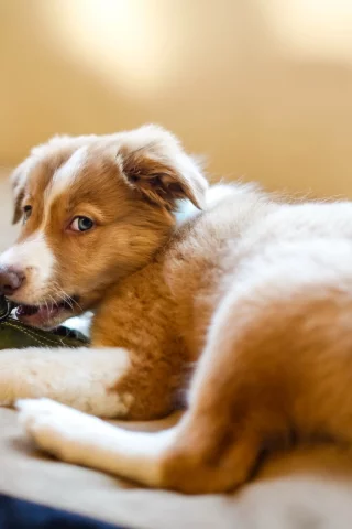 собак, dogs, животных, animals