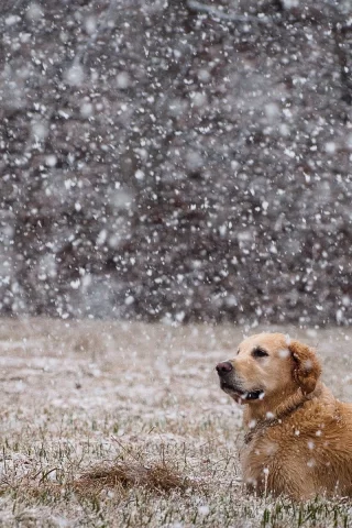 animals, dogs, собак, животных