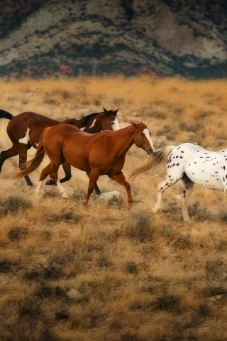horses, животные, animals, лошади