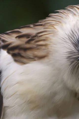 животные, animals