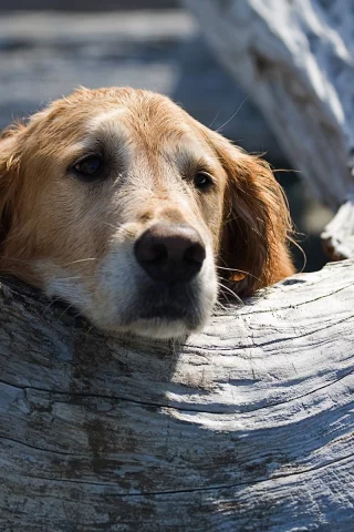животных, Bella, animals