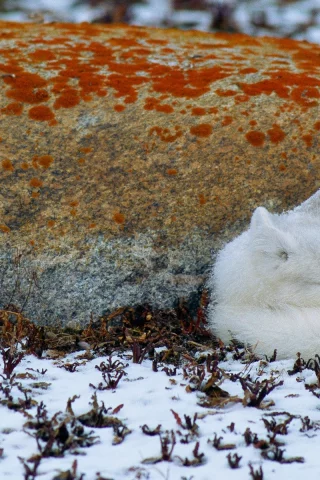 ice, snow, 