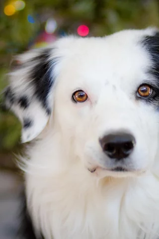 dogs, собак, animals, животных