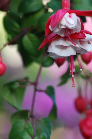цветы, flowers