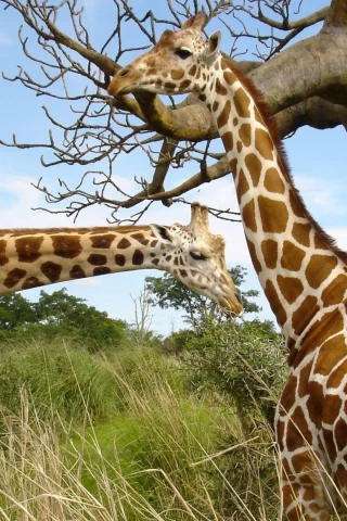 animals, National Geographic, животных