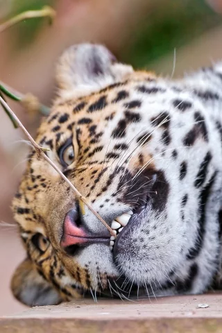 , leopards, animals