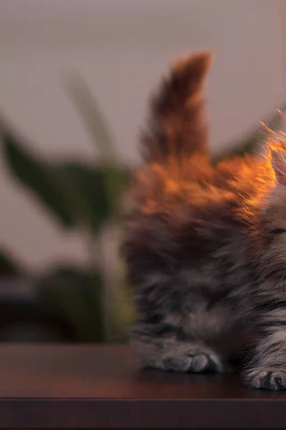 котенок, лампа, маленький