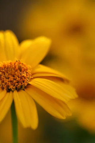 macro, цветы, flowers, макро