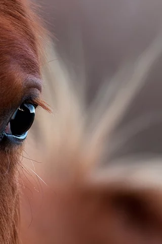 лошади, horses