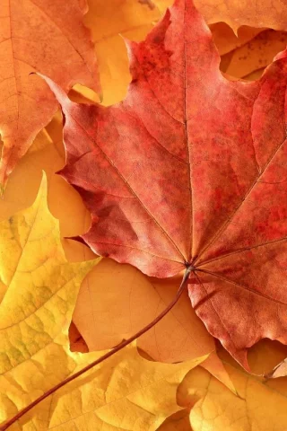2013, nature, 2, природа