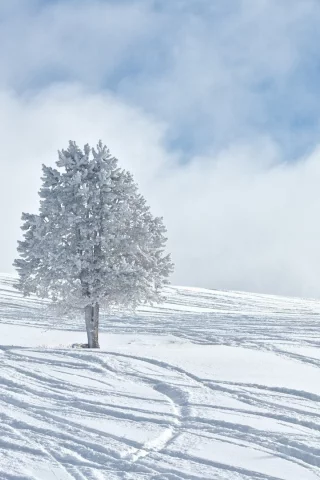 зима, winter