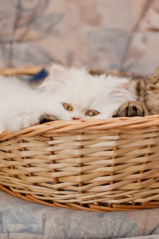animals, cats, кошки, животные