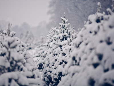 pine trees, сосны, зима, trees, winter, снег, nature, деревья, snow, природа