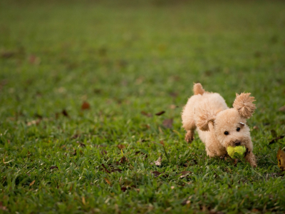 собак, animals, dogs, животных