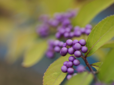 макро, природа, nature, macro