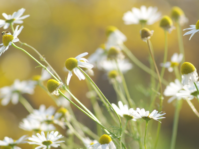 цветы, flowers