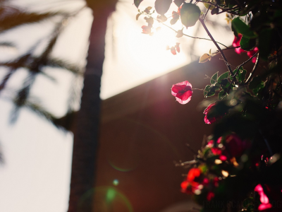 plants, flowers, , sunlight